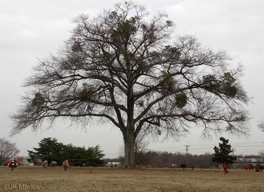 image of Quercus nigra, Water Oak