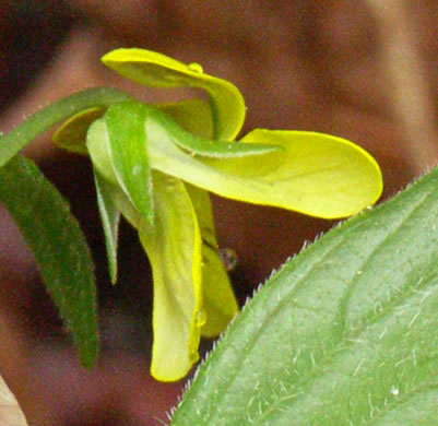 image of Viola tripartita, Threepart Violet, Three-parted Yellow Violet