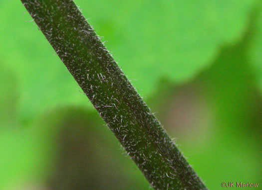 image of Aralia racemosa, Spikenard