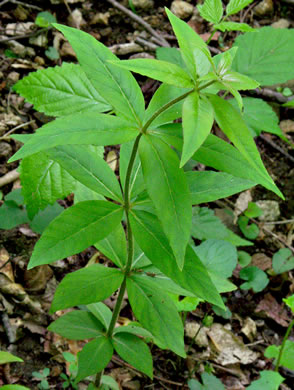 image of Lysimachia quadrifolia, Whorled Loosestrife