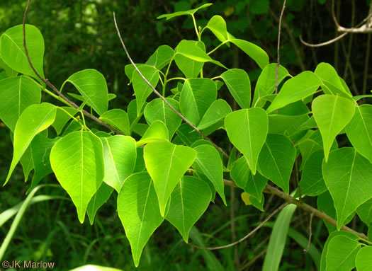 image of Triadica sebifera, Popcorn Tree, Chinese Tallow-tree