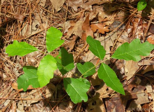 image of Toxicodendron pubescens, Poison Oak