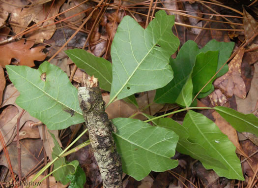 image of Toxicodendron pubescens, Poison Oak