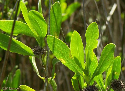 image of Borrichia frutescens, Seaside Oxeye