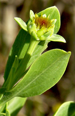 image of Borrichia frutescens, Silver Seaside Oxeye
