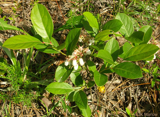 image of Lyonia mariana, Staggerbush