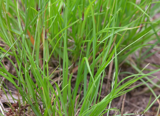 image of Danthonia spicata, Poverty Oatgrass, Moonshine Grass