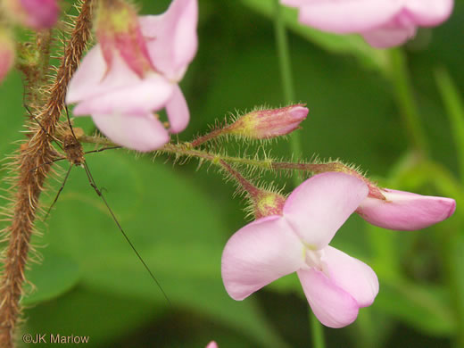 image of Robinia hispida var. hispida, Bristly Locust