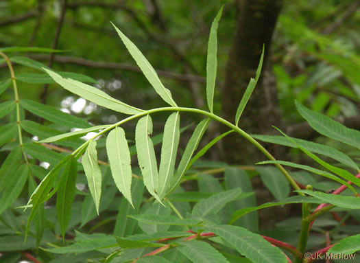 image of Sorbus americana, American Mountain-ash, American Rowan