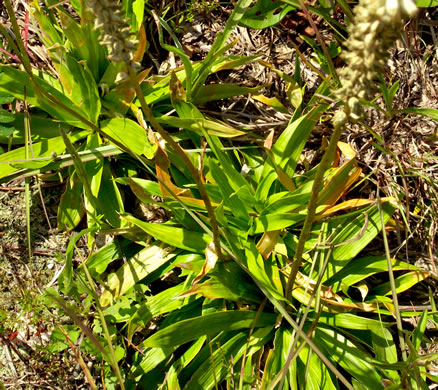 image of Aletris farinosa, Northern White Colicroot, White-star Grass, Stargrass, Mealy Colicroot