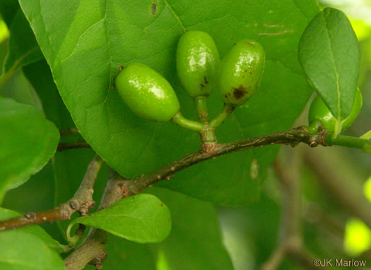 Lindera benzoin, Northern Spicebush, Wild Allspice