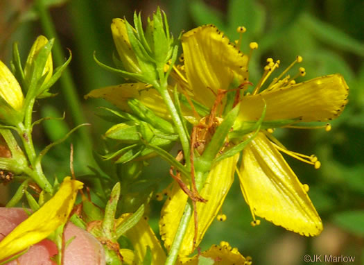 image of Hypericum perforatum, European St. Johnswort, Common St. Johnswort