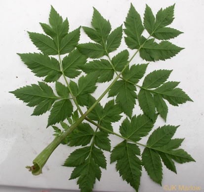 Angelica triquinata, Mountain Angelica, Appalachian Angelica, Filmy Angelica