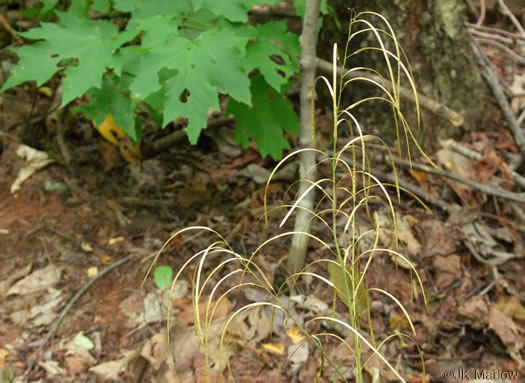 image of Boechera laevigata, Common Smooth Rockcress