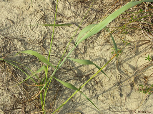 image of Panicum amarum var. amarum, Seaside Panicum, Bitter Seabeach Grass, Bitter Panicgrass