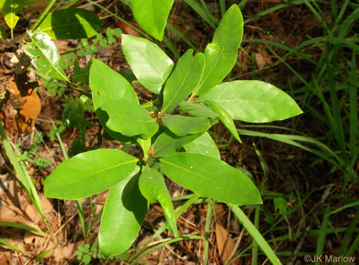 image of Persea palustris, Swamp Redbay