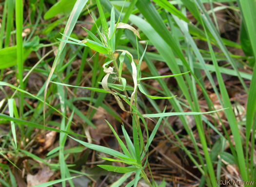 image of Dichanthelium oligosanthes var. oligosanthes, Few-flowered Witchgrass, Heller's Witchgrass