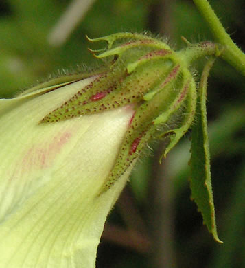 image of Hibiscus aculeatus, Savanna Hibiscus, Comfort-root, Pineland Hibiscus