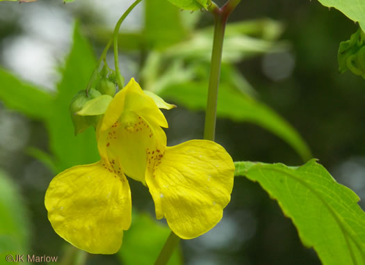 Impatiens pallida, Pale Jewelweed, Pale Touch-me-not, Yellow Jewelweed, Yellow Touch-me-not