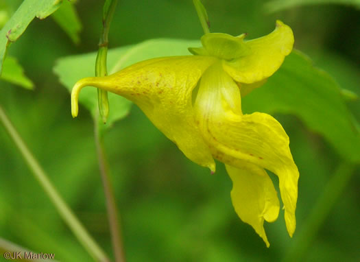 Impatiens pallida, Pale Jewelweed, Pale Touch-me-not, Yellow Jewelweed, Yellow Touch-me-not