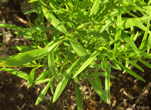 image of Coreopsis grandiflora var. grandiflora, Large-flowered Coreopsis, Largeflower Tickseed