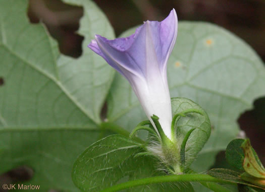image of Ipomoea hederacea, Ivyleaf Morning Glory