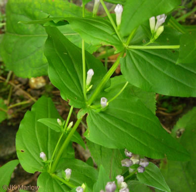 image of Gentianella quinquefolia, Stiff Gentian, Appalachian Gentianella, Fivefinger Gentian, Eastern Agueweed