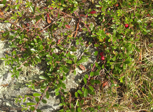 image of Arctostaphylos uva-ursi, Bearberry, Kinnikinick