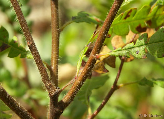 image of Comptonia peregrina, Sweet-fern