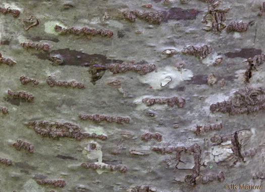 image of Abies balsamea, Balsam Fir, Northern Balsam, Canada Balsam