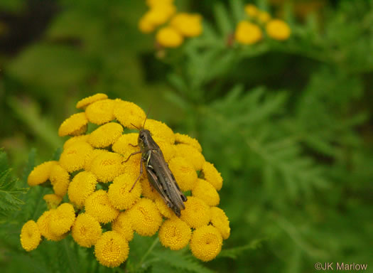 image of Tanacetum vulgare, Common Tansy, Golden-buttons, Garden Tansy