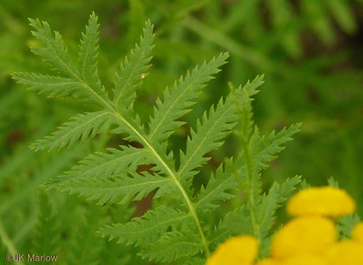 image of Tanacetum vulgare, Common Tansy, Golden-buttons, Garden Tansy