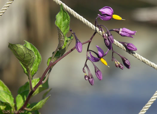 image of Solanum dulcamara, Bittersweet Nightshade, Deadly Nightshade