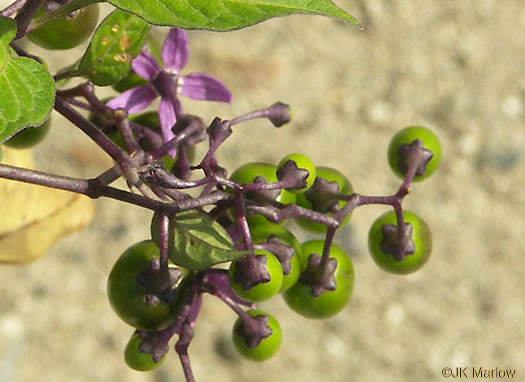 image of Solanum dulcamara, Bittersweet Nightshade, Deadly Nightshade