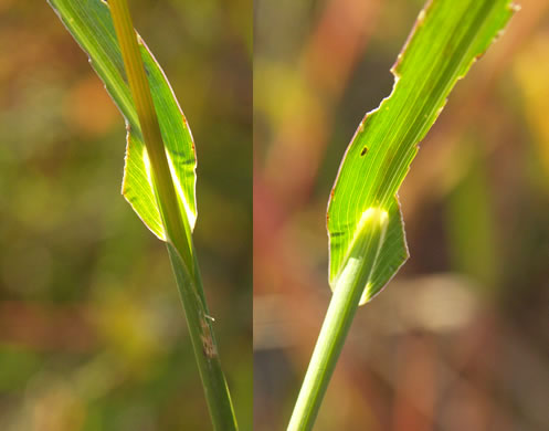 image of Echinochloa muricata var. muricata, Rough Barnyard Grass
