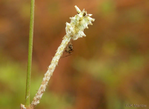 image of Froelichia floridana, Florida Cottonweed, Florida Cottonseed