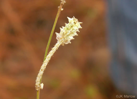 image of Froelichia floridana var. floridana, Florida Cottonseed, Common Cottonweed