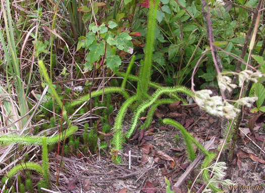 image of Lycopodiella alopecuroides, Foxtail Clubmoss, Foxtail Bog-clubmoss