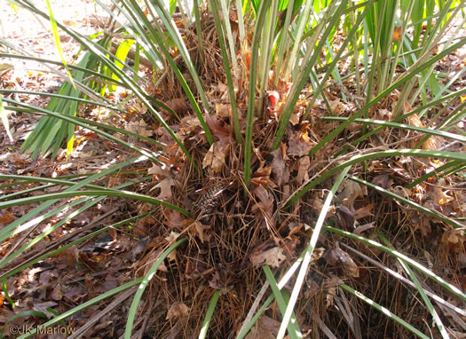 image of Rhapidophyllum hystrix, Needle Palm, Blue Palmetto