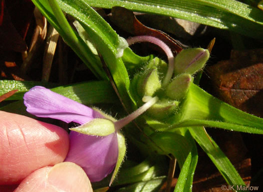 image of Tradescantia hirsutiflora, Hairy Spiderwort