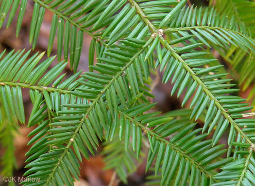 image of Torreya taxifolia, Florida Torreya, Stinking-cedar