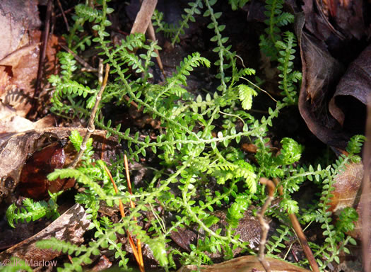image of Selaginella ludoviciana, Louisiana Spikemoss, Gulf Spikemoss