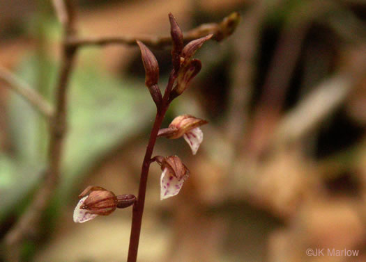image of Corallorhiza wisteriana, Spring Coralroot, Wister's Coralroot