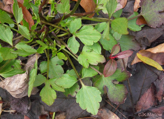 image of Ranunculus fascicularis, Early Buttercup, Thick-root Butterdup