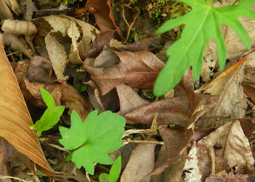image of Viola palmata var. palmata, Wood Violet, Early Blue Violet, Palmate-leaved Violet, Southern Three-lobed Violet