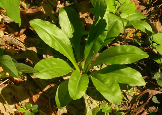 image of Chamaelirium luteum, Fairywand, Devil's Bit