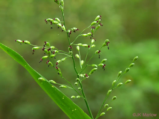 image of Dichanthelium boscii, Bosc's Witchgrass, Bosc's Panicgrass