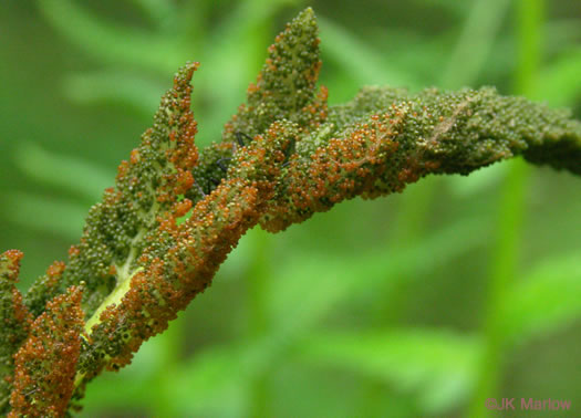 image of Osmundastrum cinnamomeum, Cinnamon Fern