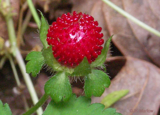 Potentilla indica, Indian Strawberry, Mock Strawberry