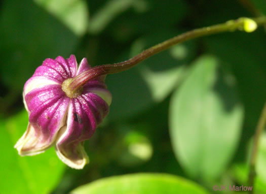 image of Clematis viorna, Northern Leatherflower, Vase-vine